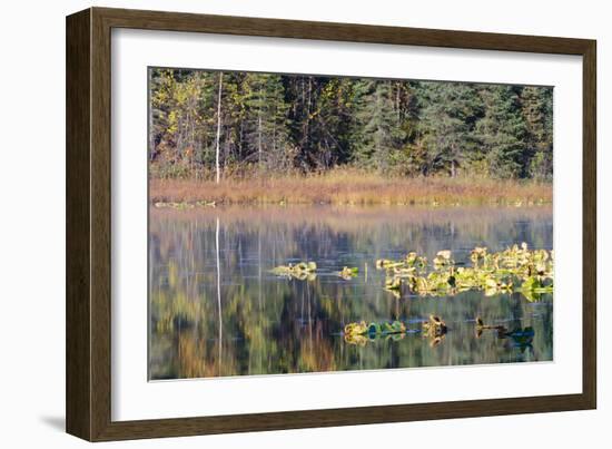 Lilly Pads Reflected in Lake-Latitude 59 LLP-Framed Photographic Print