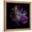 Lilly's Pollen-Magda Indigo-Framed Premier Image Canvas