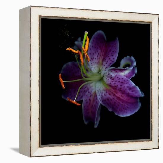 Lilly's Pollen-Magda Indigo-Framed Premier Image Canvas