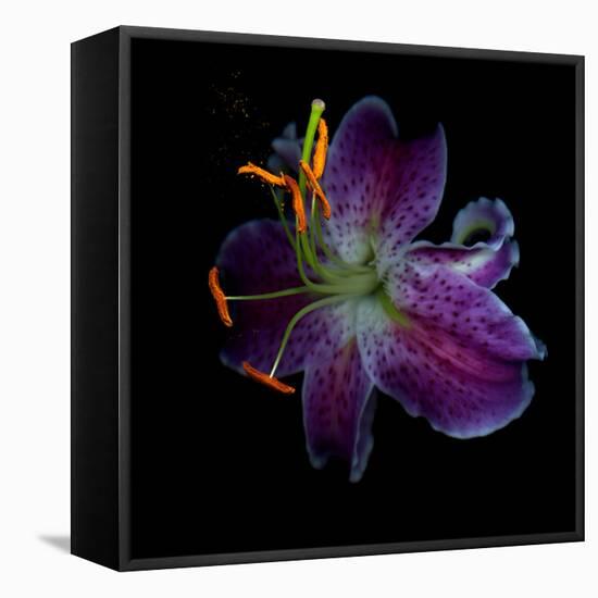 Lilly's Pollen-Magda Indigo-Framed Premier Image Canvas