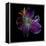 Lilly's Pollen-Magda Indigo-Framed Premier Image Canvas