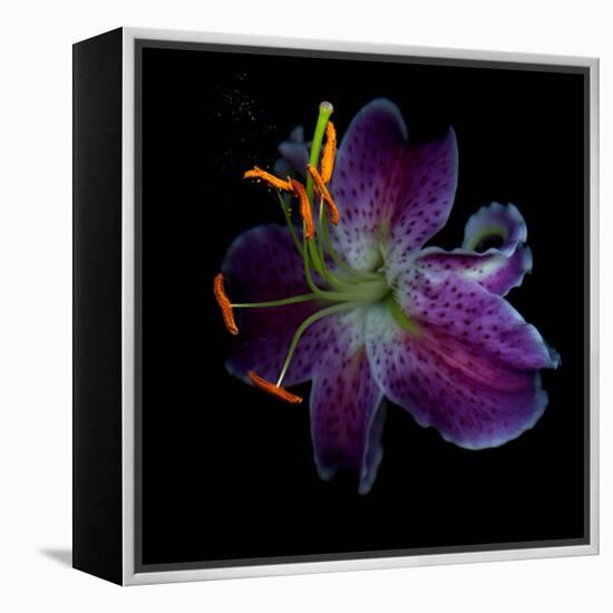 Lilly's Pollen-Magda Indigo-Framed Premier Image Canvas