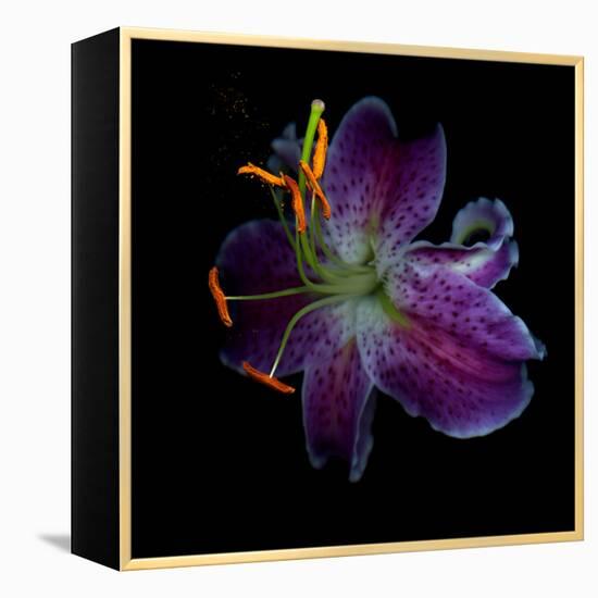 Lilly's Pollen-Magda Indigo-Framed Premier Image Canvas