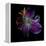 Lilly's Pollen-Magda Indigo-Framed Premier Image Canvas