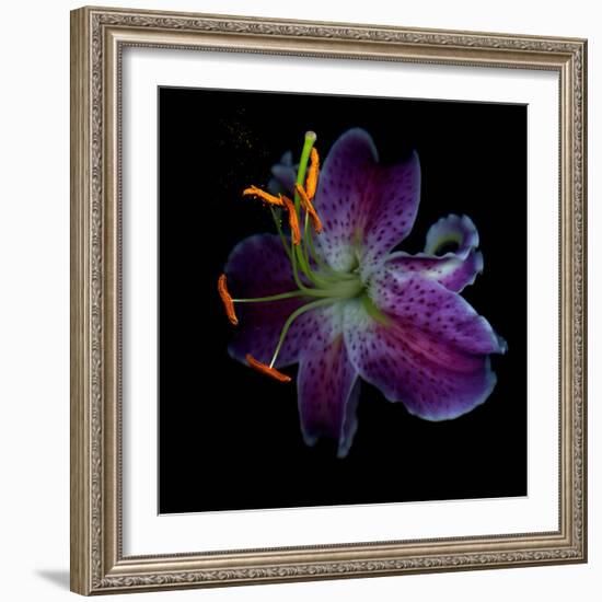 Lilly's Pollen-Magda Indigo-Framed Photographic Print