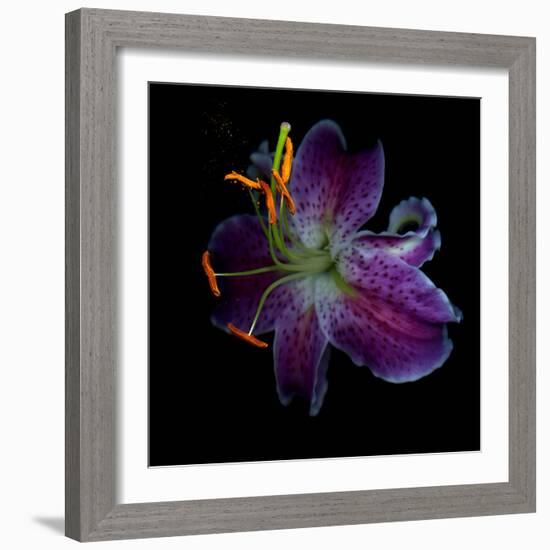 Lilly's Pollen-Magda Indigo-Framed Photographic Print