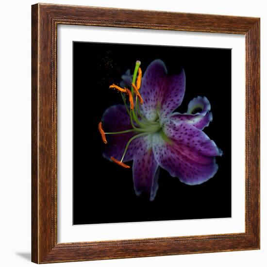 Lilly's Pollen-Magda Indigo-Framed Photographic Print