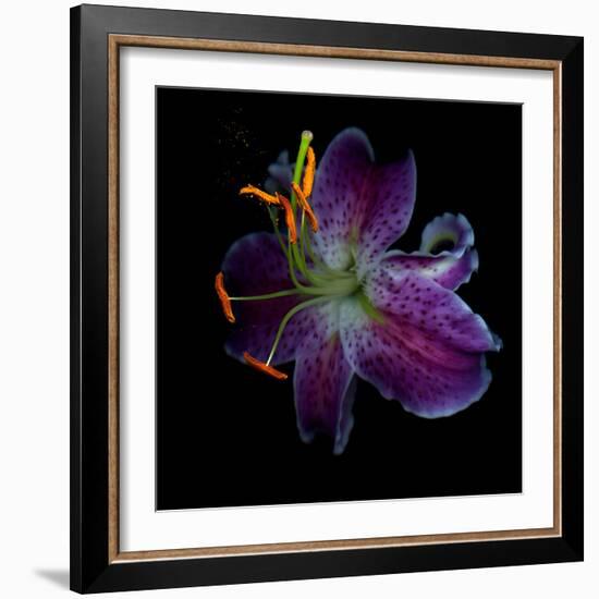 Lilly's Pollen-Magda Indigo-Framed Photographic Print