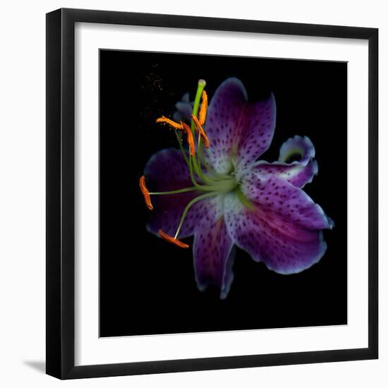 Lilly's Pollen-Magda Indigo-Framed Photographic Print