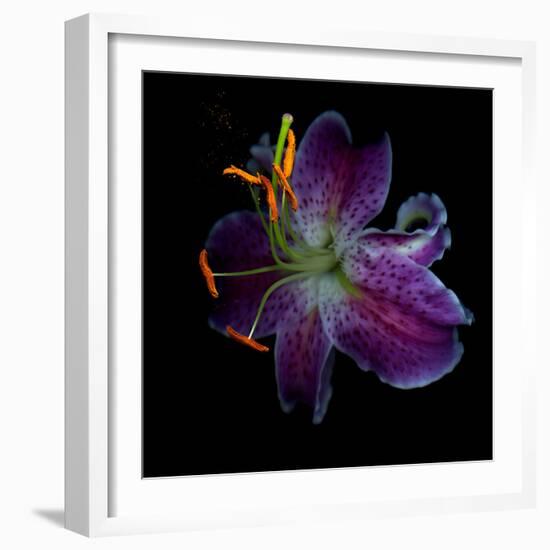 Lilly's Pollen-Magda Indigo-Framed Photographic Print