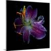 Lilly's Pollen-Magda Indigo-Mounted Photographic Print