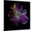 Lilly's Pollen-Magda Indigo-Mounted Photographic Print