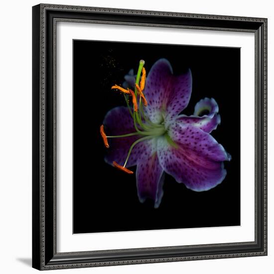 Lilly's Pollen-Magda Indigo-Framed Photographic Print
