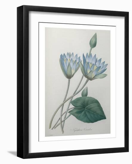 Lilly-Pierre-Joseph Redoute-Framed Art Print