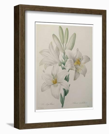 Lilly-Pierre-Joseph Redoute-Framed Art Print