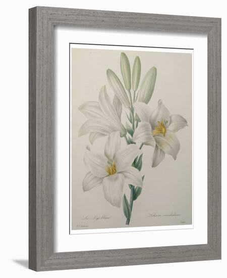 Lilly-Pierre-Joseph Redoute-Framed Art Print