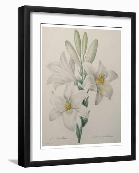 Lilly-Pierre-Joseph Redoute-Framed Art Print