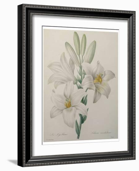 Lilly-Pierre-Joseph Redoute-Framed Art Print