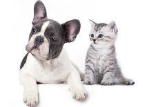 Group of Dogs and Cat Different Breeds, Cat and Dog-Lilun-Photographic Print