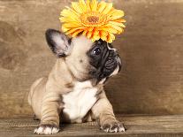 Pug Puppy And Spring Dandelions Flowers-Lilun-Photographic Print