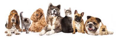 Group of Dogs and Cat Different Breeds, Cat and Dog-Lilun-Photographic Print