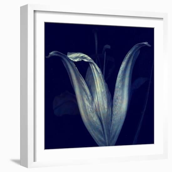 Lily 1-Johan Lilja-Framed Giclee Print