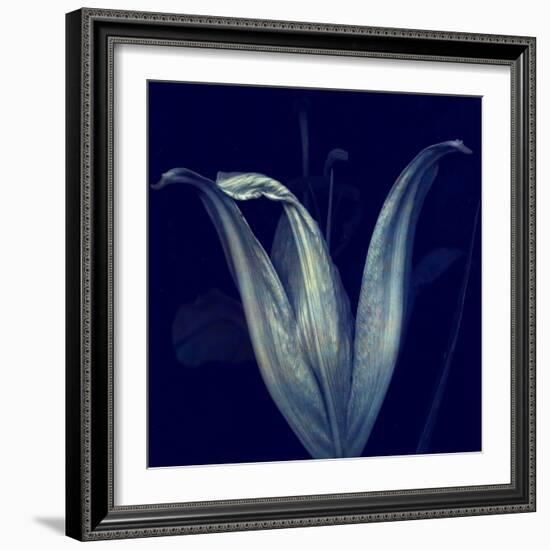 Lily 1-Johan Lilja-Framed Giclee Print