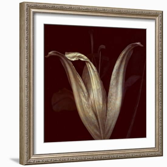 Lily 2-Johan Lilja-Framed Giclee Print