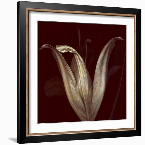 Lily 2-Johan Lilja-Framed Giclee Print