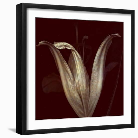 Lily 2-Johan Lilja-Framed Giclee Print