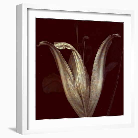 Lily 2-Johan Lilja-Framed Giclee Print