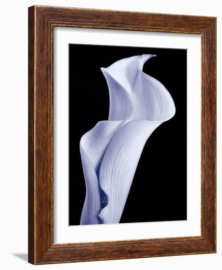 Lily 3-Doug Chinnery-Framed Photographic Print