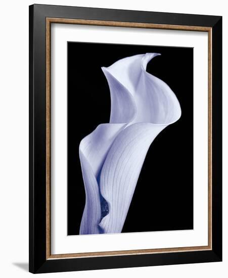 Lily 3-Doug Chinnery-Framed Photographic Print