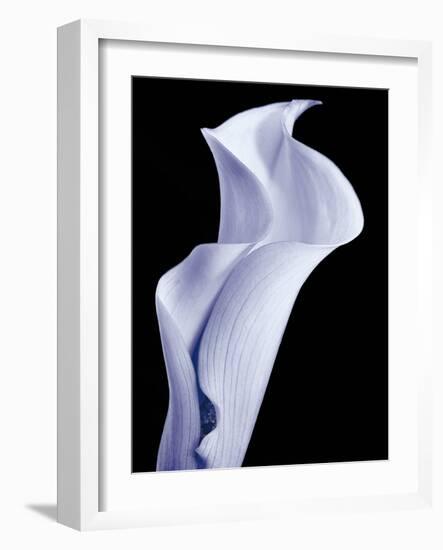 Lily 3-Doug Chinnery-Framed Photographic Print