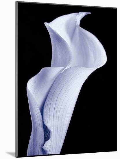 Lily 3-Doug Chinnery-Mounted Photographic Print