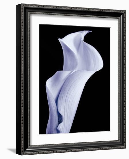 Lily 3-Doug Chinnery-Framed Photographic Print