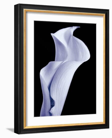 Lily 3-Doug Chinnery-Framed Photographic Print