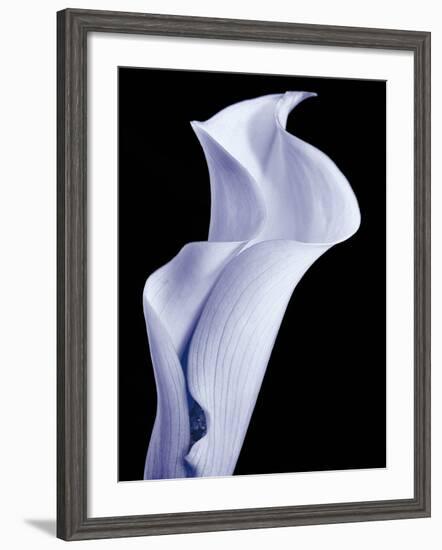 Lily 3-Doug Chinnery-Framed Photographic Print