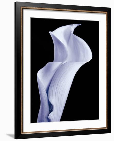 Lily 3-Doug Chinnery-Framed Photographic Print