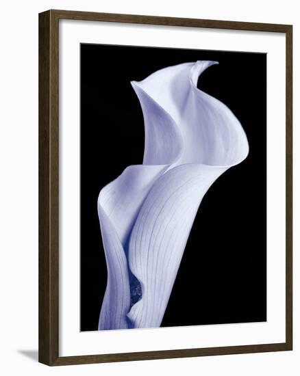 Lily 3-Doug Chinnery-Framed Photographic Print