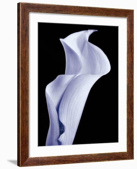 Lily 3-Doug Chinnery-Framed Photographic Print