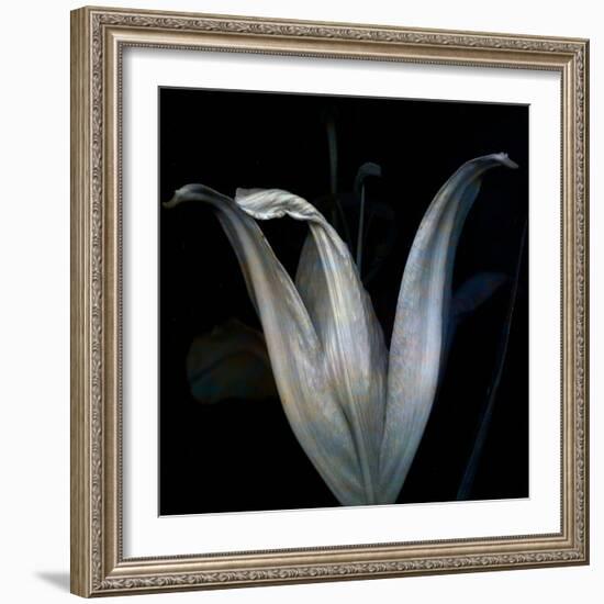 Lily 3-Johan Lilja-Framed Giclee Print