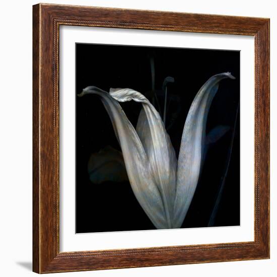 Lily 3-Johan Lilja-Framed Giclee Print