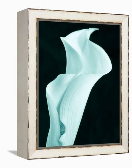 Lily 9-Doug Chinnery-Framed Premier Image Canvas