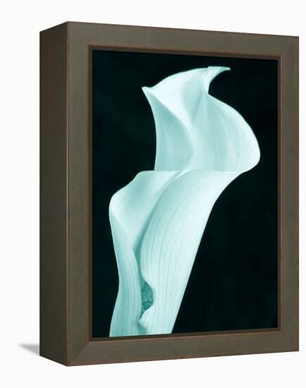 Lily 9-Doug Chinnery-Framed Premier Image Canvas