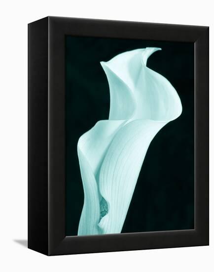 Lily 9-Doug Chinnery-Framed Premier Image Canvas