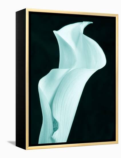 Lily 9-Doug Chinnery-Framed Premier Image Canvas