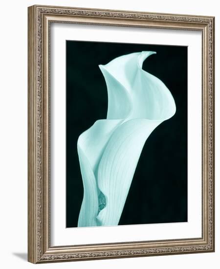 Lily 9-Doug Chinnery-Framed Photographic Print