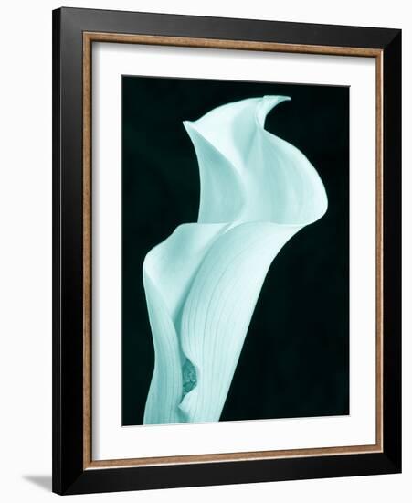 Lily 9-Doug Chinnery-Framed Photographic Print