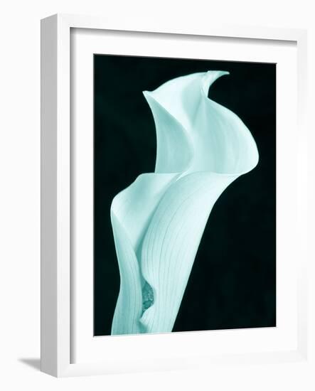 Lily 9-Doug Chinnery-Framed Photographic Print